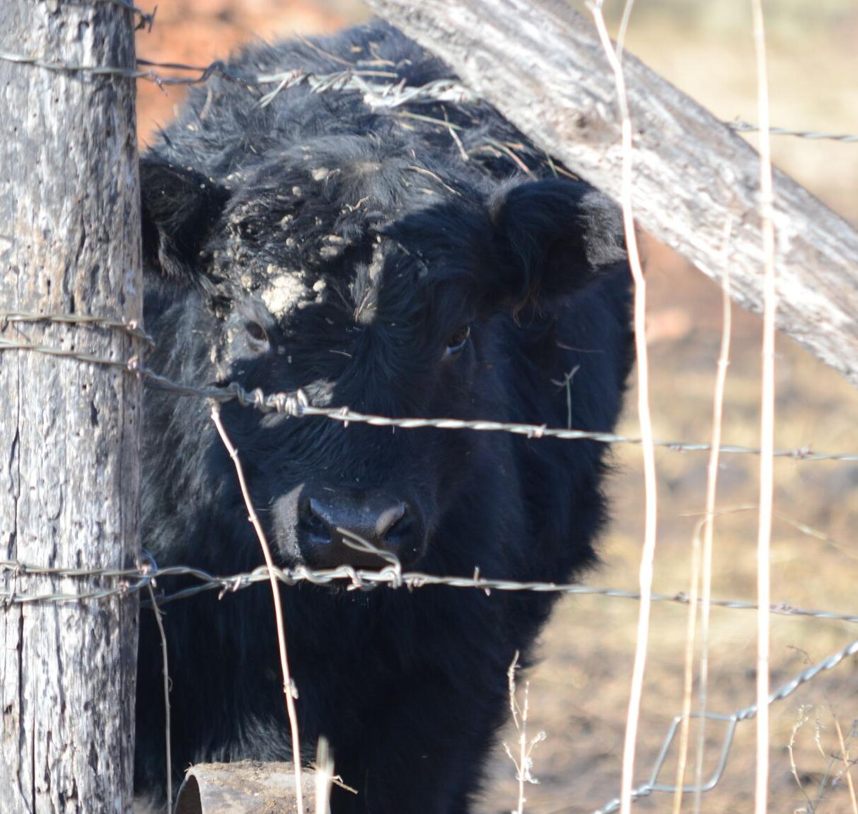 Cow behind fence
